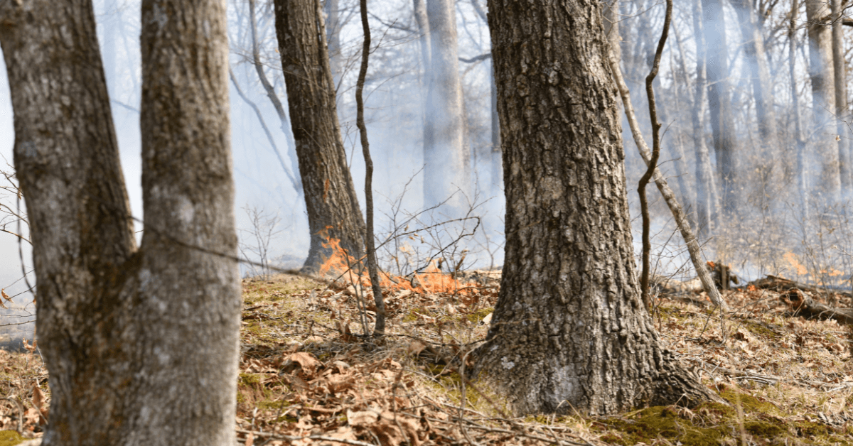 Why Should Timberland Property Owners Consider Prescribed Fire?